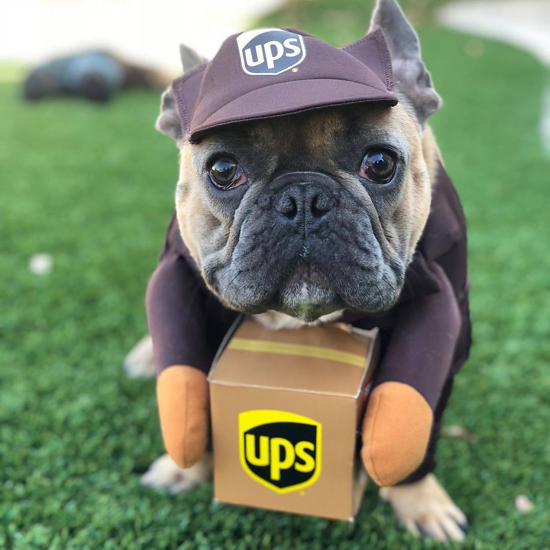 Fato de Treino para Cão e Gato — Roupa Casual para Animais de Estimação