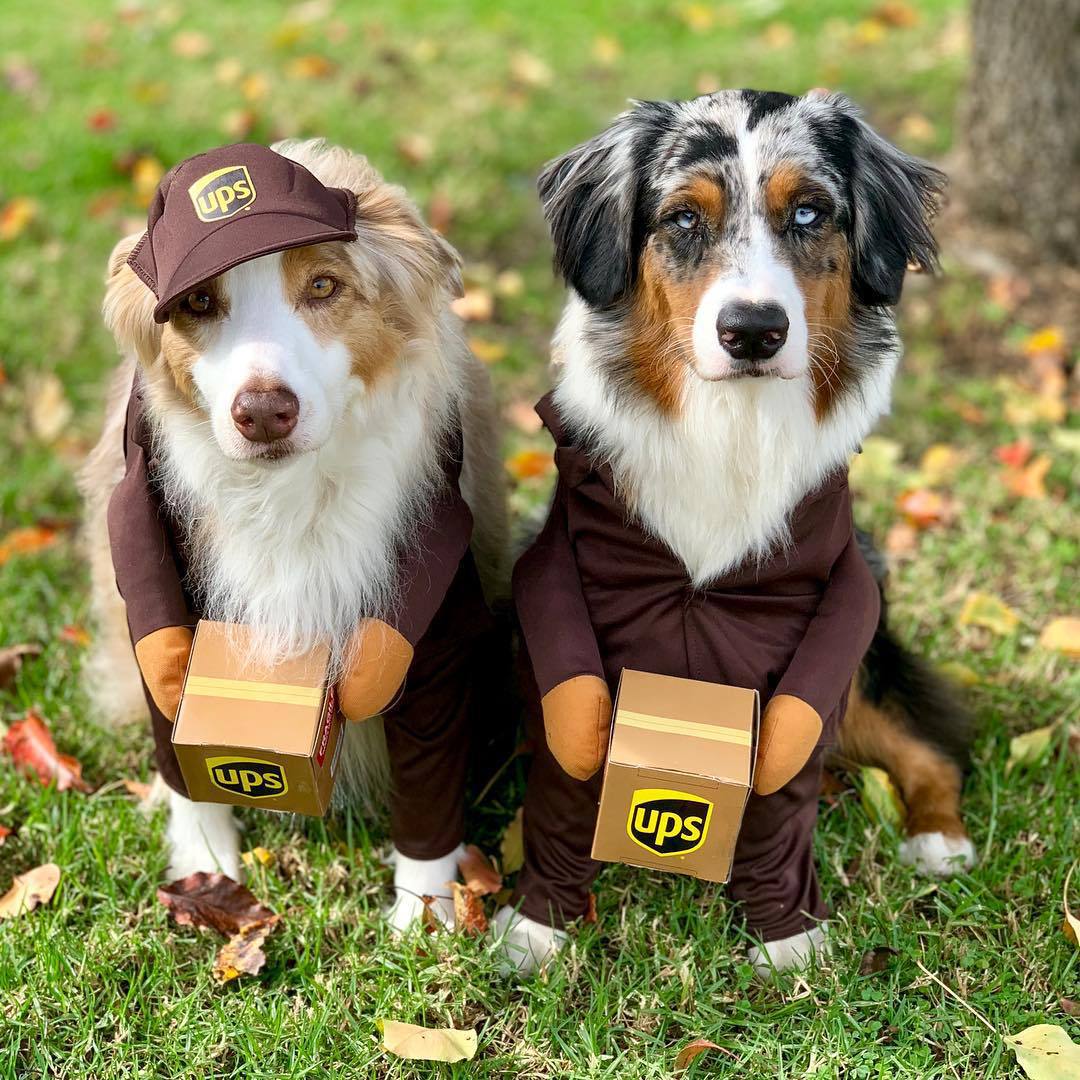 Fato de Treino para Cão e Gato — Roupa Casual para Animais de Estimação