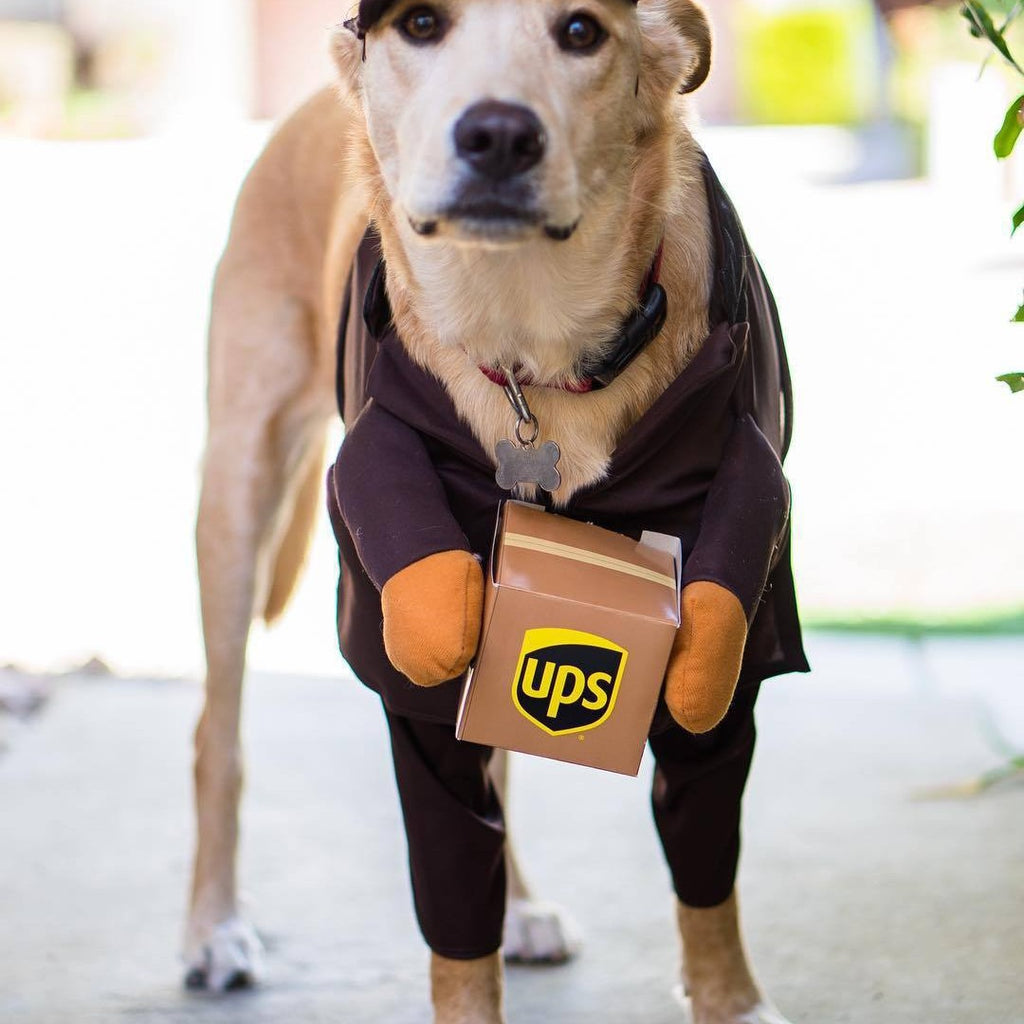 Fato de Treino para Cão e Gato — Roupa Casual para Animais de Estimação